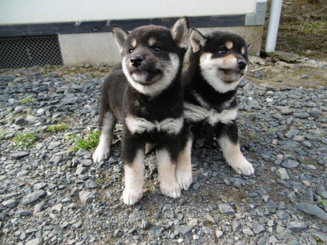 柴犬子犬の写真