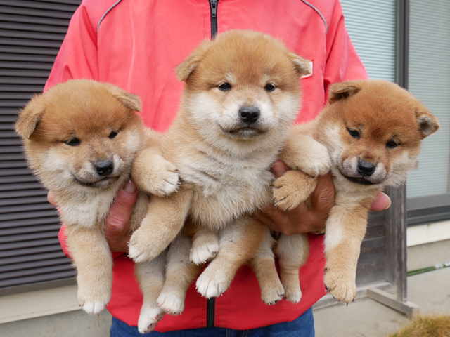 柴犬子犬写真