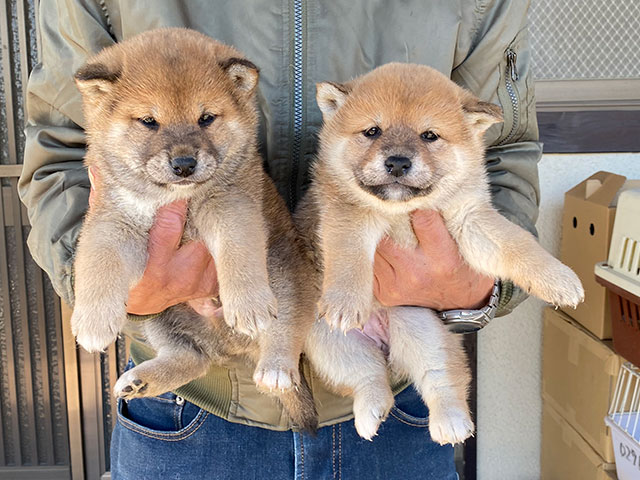 柴犬子犬写真