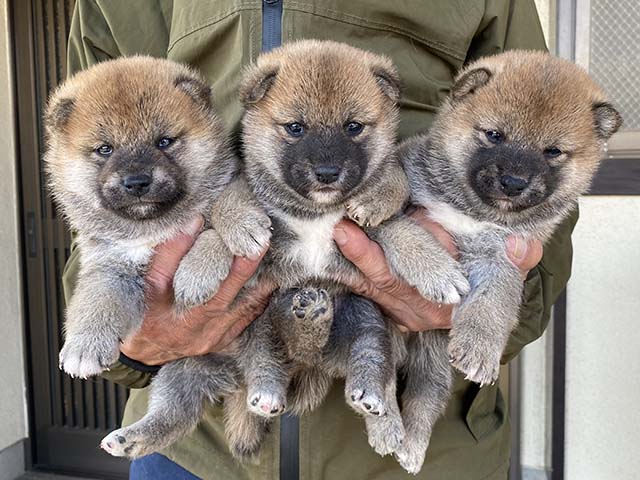 柴犬子犬写真