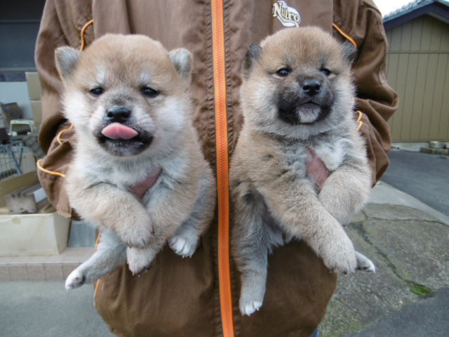 柴犬子犬写真