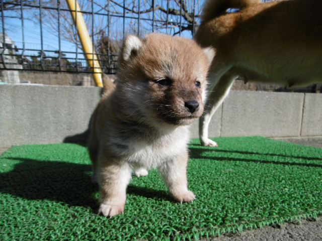 柴犬子犬写真
