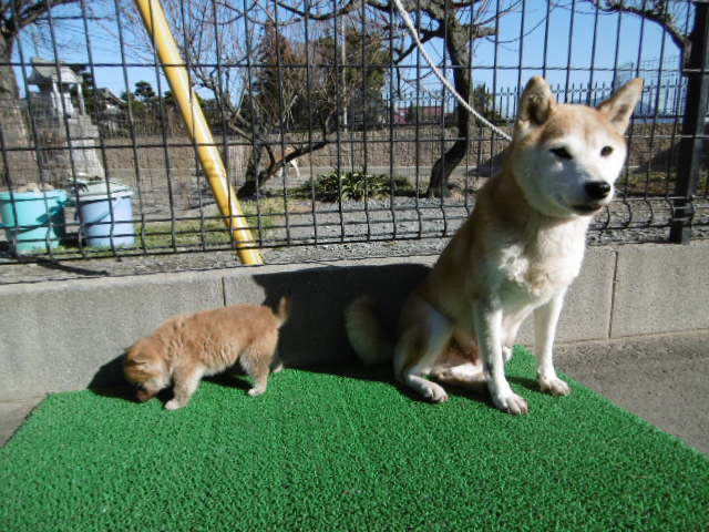 柴犬お母さん