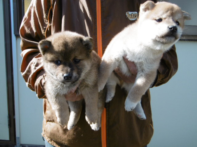 柴犬子犬写真