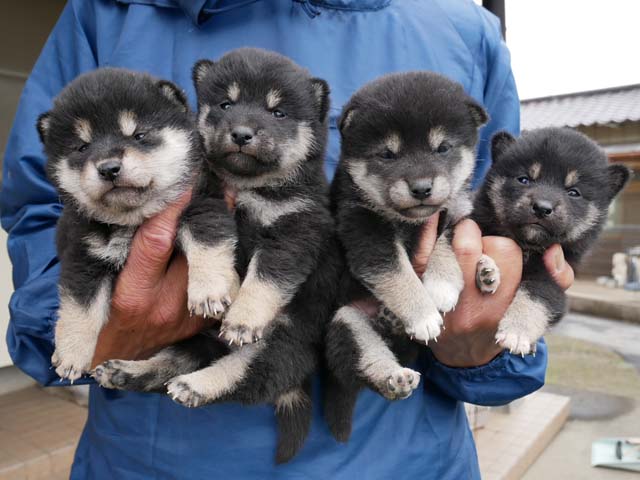 柴犬子犬写真
