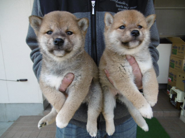 柴犬子犬写真