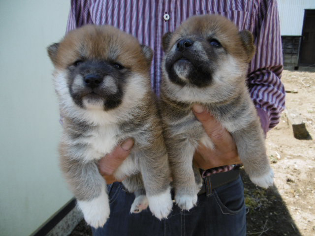 柴犬子犬写真