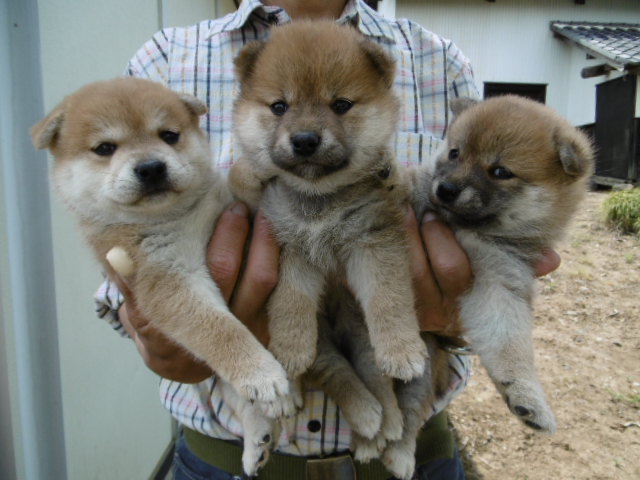 柴犬子犬写真