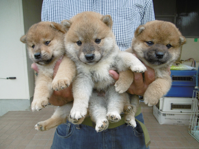 柴犬子犬写真