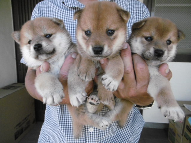 柴犬子犬写真