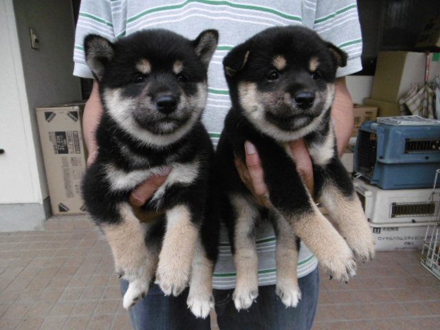 柴犬子犬写真