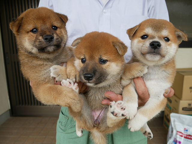 柴犬子犬写真