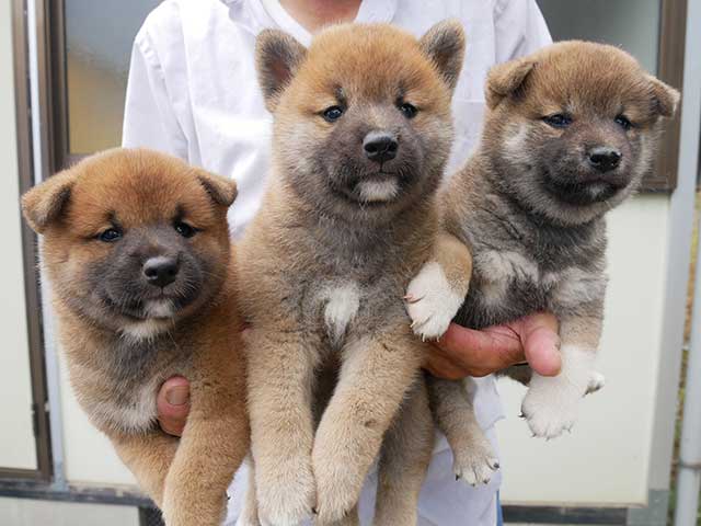 柴犬子犬写真