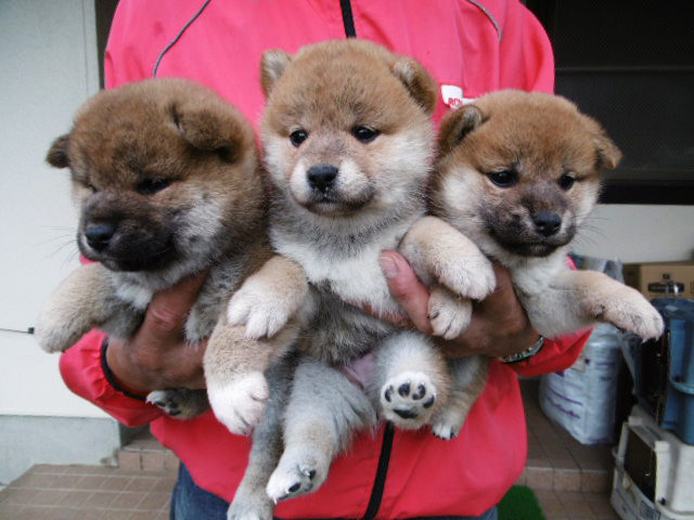 柴犬子犬写真