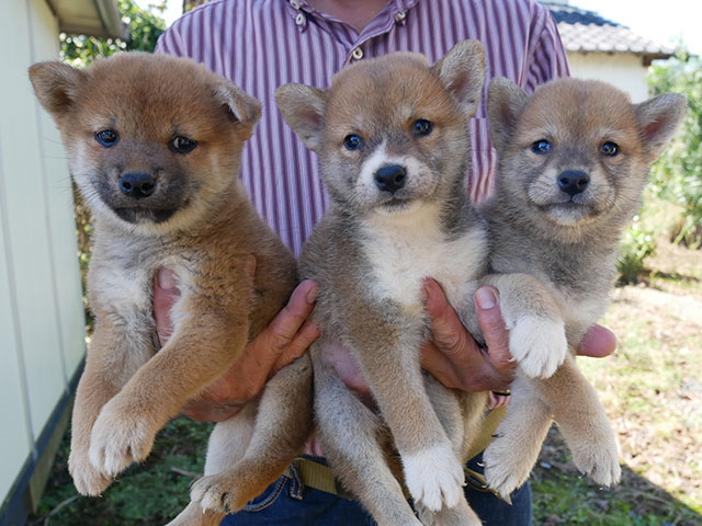 柴犬子犬写真