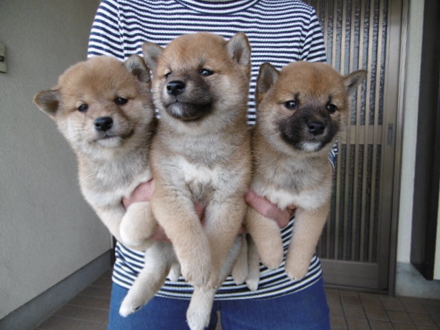 柴犬子犬写真