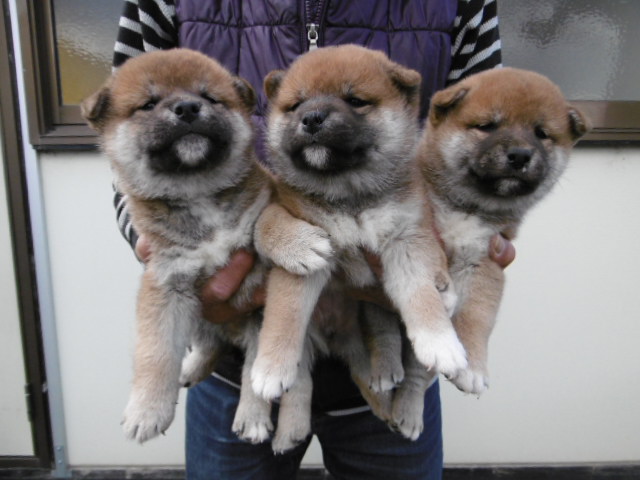 柴犬子犬写真