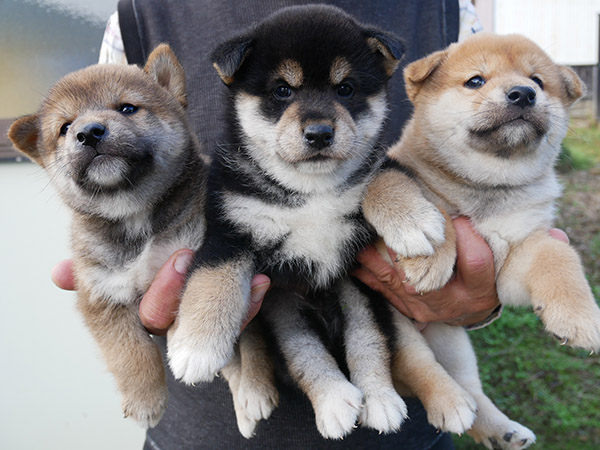 柴犬子犬写真