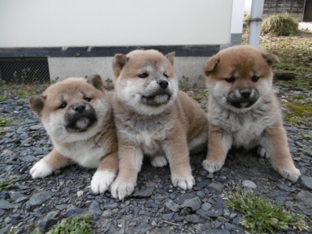 柴犬子犬写真