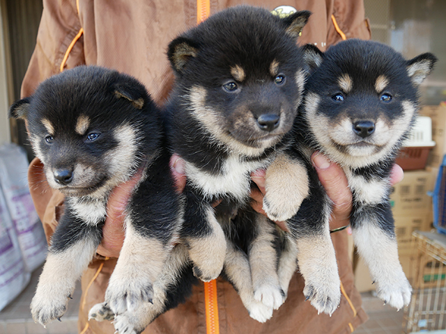 柴犬子犬写真