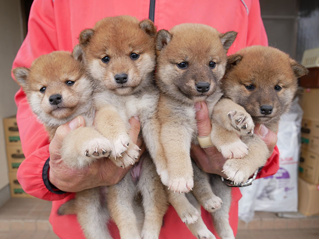 柴犬子犬写真