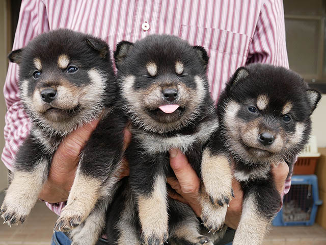 柴犬子犬写真