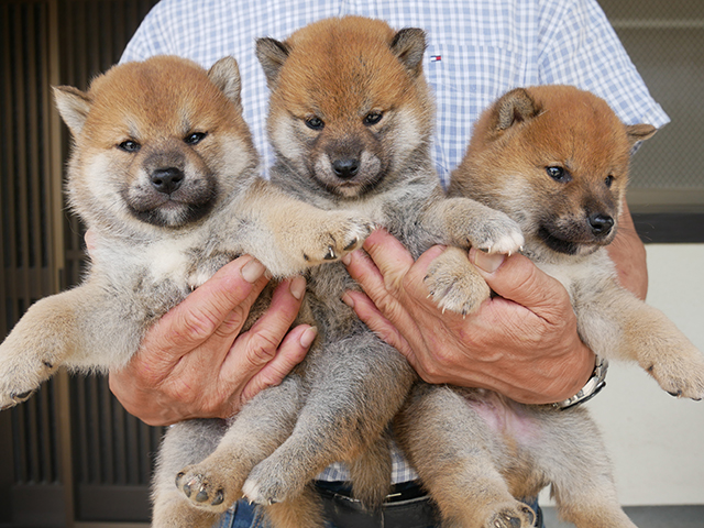柴犬子犬写真
