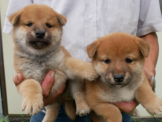 柴犬子犬写真
