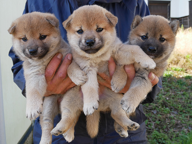 柴犬子犬写真
