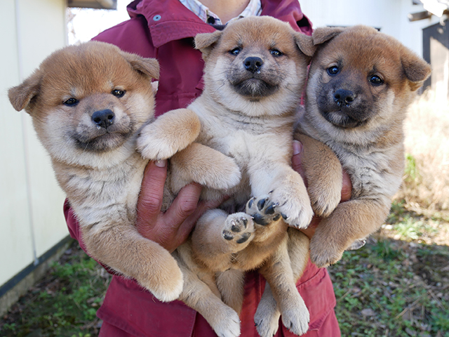 柴犬子犬写真