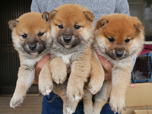 柴犬子犬写真