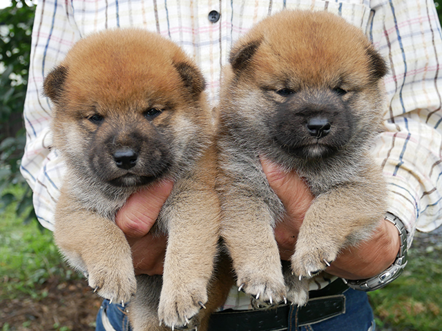 柴犬子犬写真