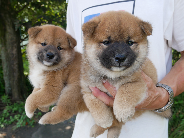 柴犬子犬写真