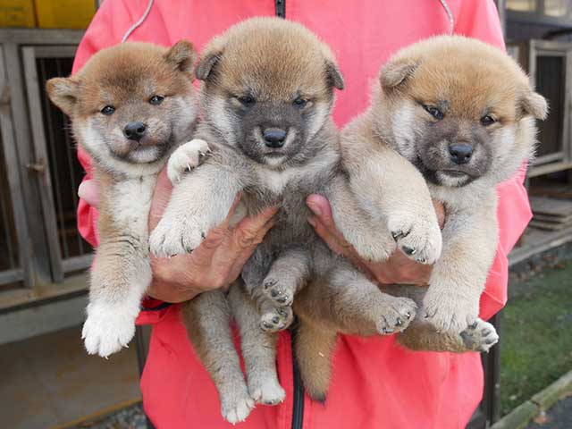 柴犬子犬写真