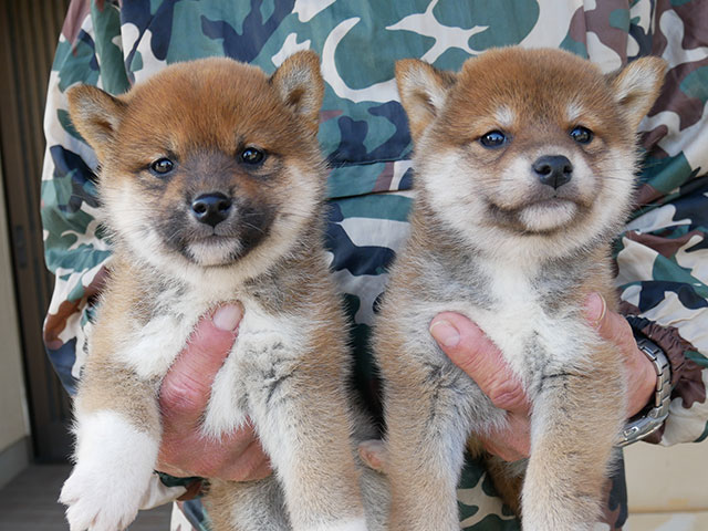 柴犬子犬写真