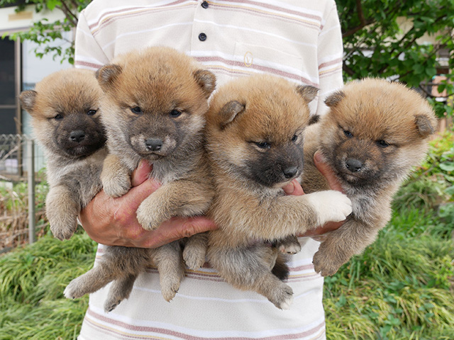 柴犬子犬写真