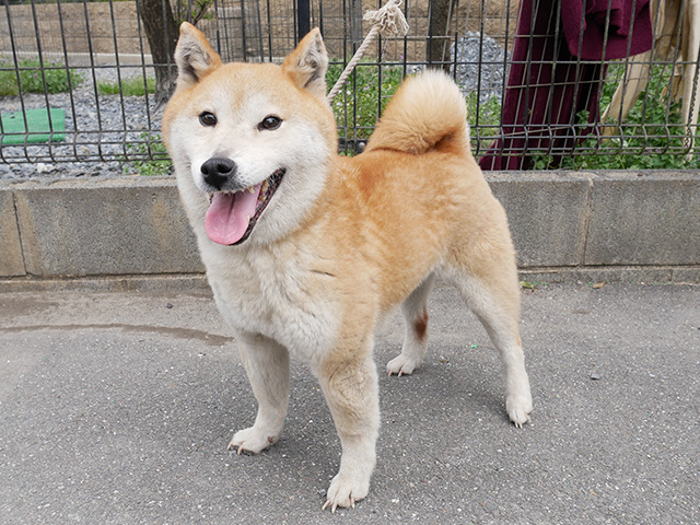 お知らせ 柴犬専門ブリーダー 筑西風荘 茨城県 筑西市 柴犬 ブリーダー 柴犬販売 柴犬里親 栃木 群馬 千葉 東京 神奈川 埼玉 関東