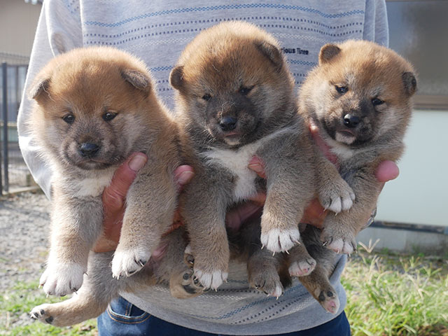 柴犬子犬写真