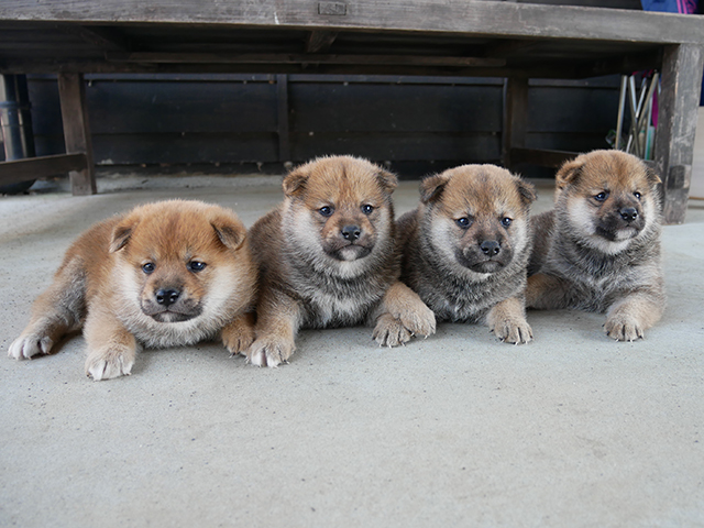 柴犬子犬写真