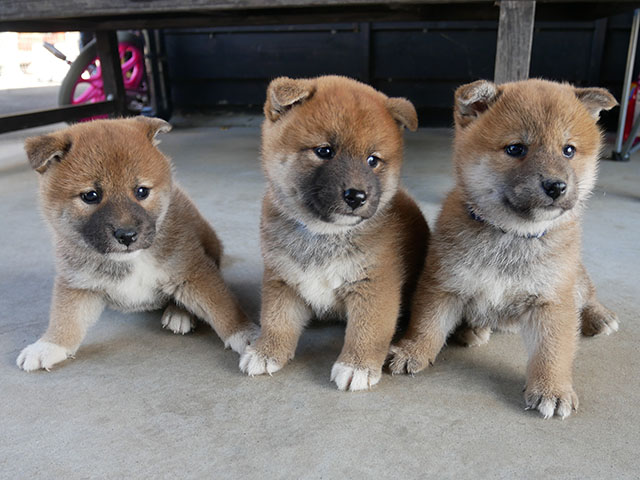 柴犬子犬写真