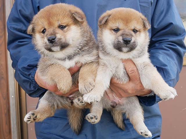 柴犬子犬写真