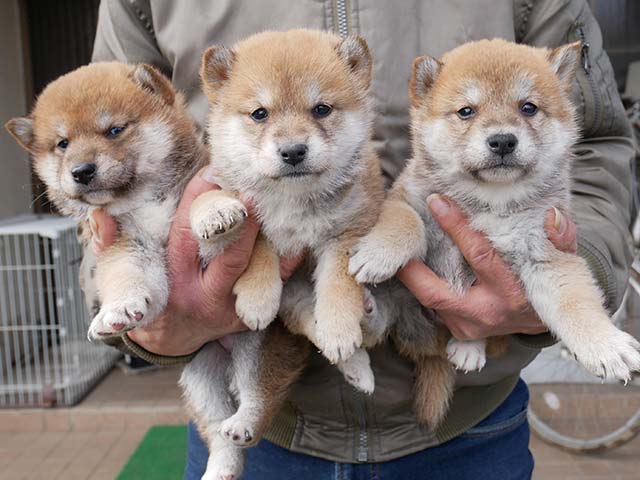 柴犬子犬写真