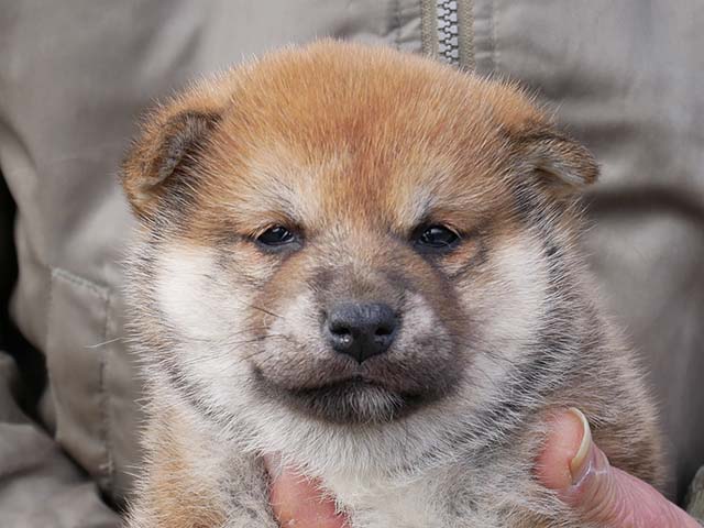 柴犬くうちゃん　様専アガリクスエキス　仙生露　4箱 Amazon | 仙生露 エキスゴールド 100ml×30袋 4560275851425
