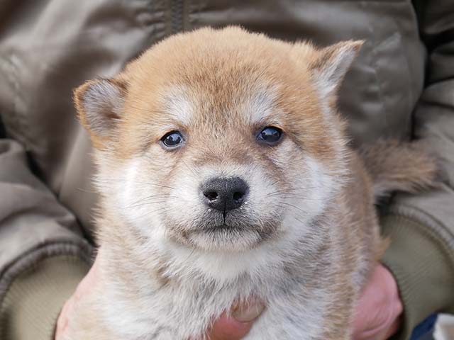 柴犬 柴犬♀2507D0609 - YouTube