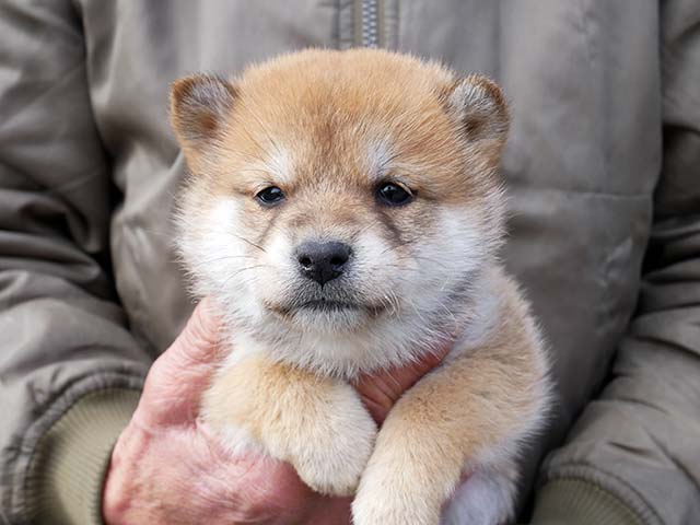 柴犬 柴犬 | ペトリス
