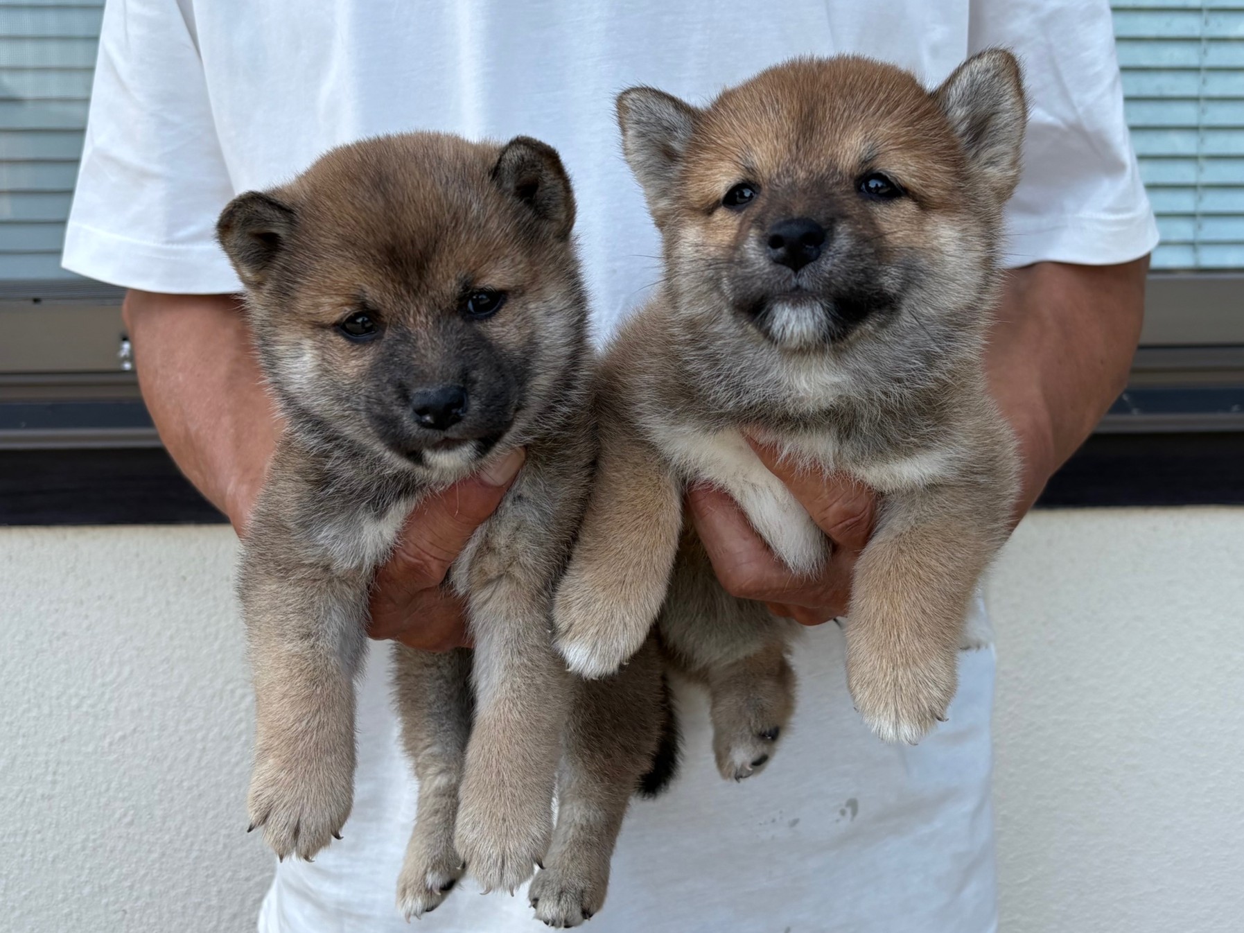子犬情報-柴犬専門ブリーダー 筑西風荘｜茨城県 筑西市 柴犬 ブリーダー 柴犬販売 柴犬里親 栃木 群馬 千葉 東京 神奈川 埼玉 関東
